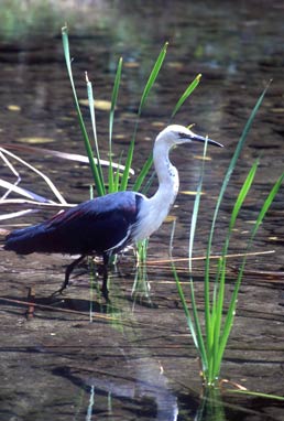 Pacific heron, Carnarvon Gorge.