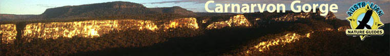 Banner Ad 468x60
