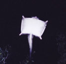 Yellow Bellied Glider