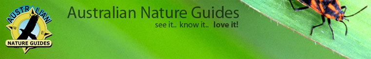 Banner Ad 468x60