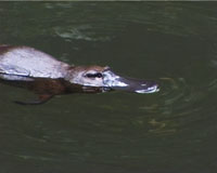Platypus, Carnarvon Gorge.
