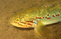 Gudgeon, Carnarvon Gorge.
