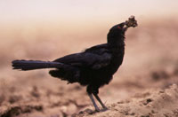 Chough: Carnarvon Gorge.