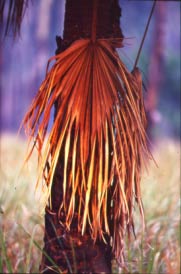 Carnarvon Fan Palm, Carnarvon Gorge