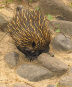 Echidna, Carnarvon Gorge