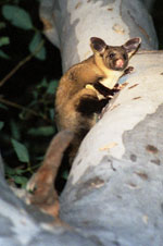 Yellow Bellied Glider