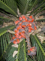 Macrozamia moorei, Carnarvon Gorge