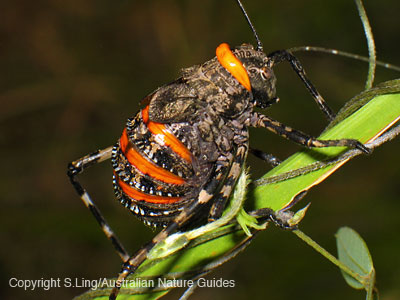 Carnarvon-mountainkatydid
