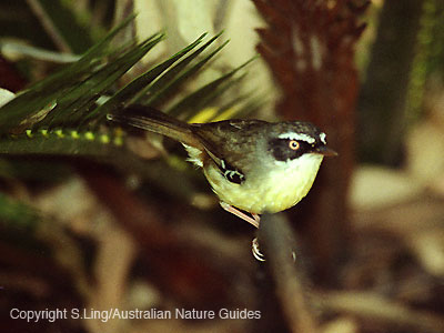 Carnarvon-scrubwren