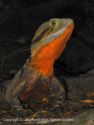 Carnarvon-waterdragon