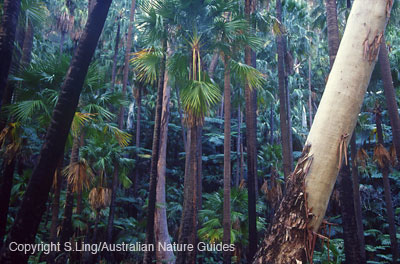 Carnarvon-wet-forest