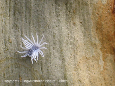 Aphid-like insect