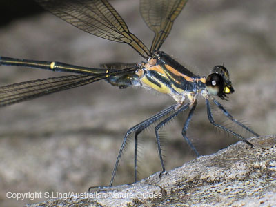 Damselfly