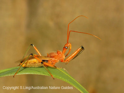 assassin-bug