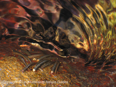 caddisflylarvae