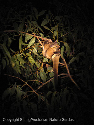 carnarvon-YBGlider