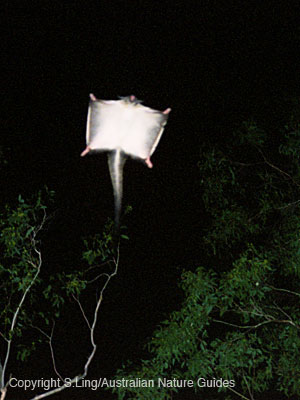 carnarvon-YBGlider2