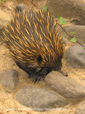 carnarvon-echidna
