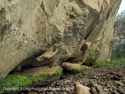 carnarvon-gorge-BBend