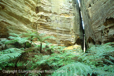 carnarvon-gorge-amphi2