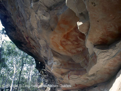 carnarvon-gorge-baloon2