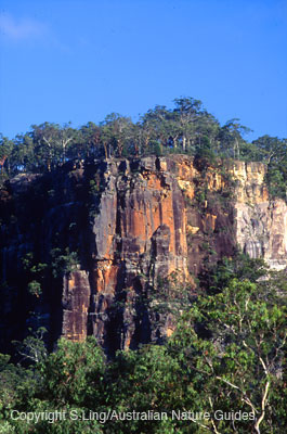 carnarvon-gorge-bluff
