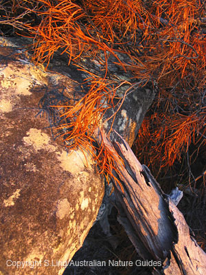 carnarvon-gorge-clematis