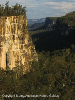 carnarvon-gorge-east