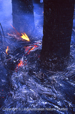 carnarvon-gorge-fire