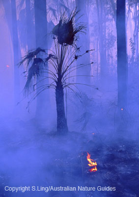carnarvon-gorge-fire2