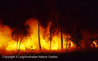 carnarvon-gorge-fire3