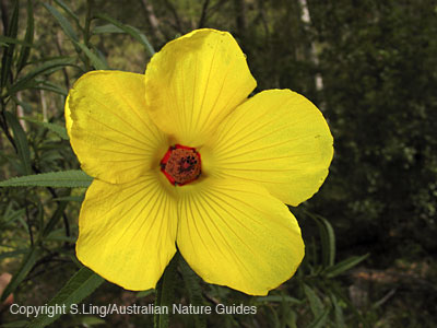 carnarvon-gorge-hibiscus