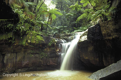 carnarvon-gorge-moss