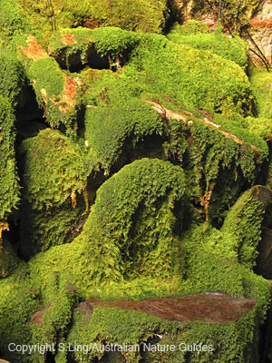 carnarvon-gorge-moss2