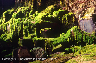 carnarvon-gorge-moss3