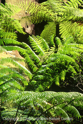 carnarvon-gorge-wards2