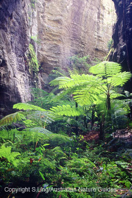 carnarvon-gorge-wards3