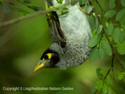 carnarvon-noisyminer