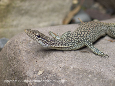 carnarvon-sandgoanna