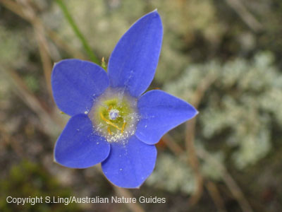 carnarvon_bluebell