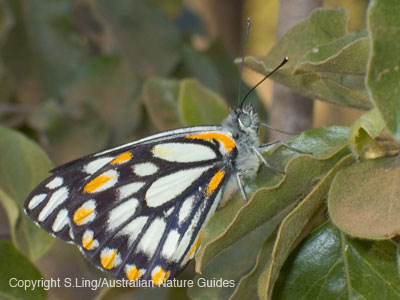 carnarvon_caperwhite