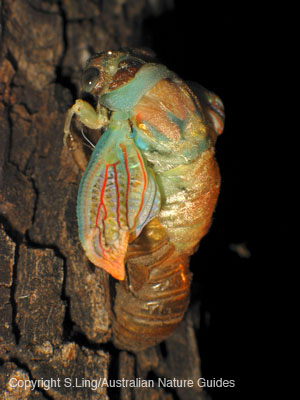 carnarvon_cicada