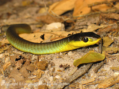 carnarvon_gorge_GTSnake