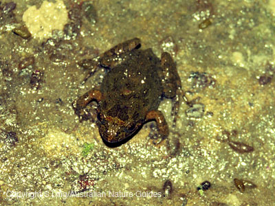 carnarvon_gorge_tuskedfrog