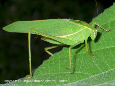 Leaf Katydid