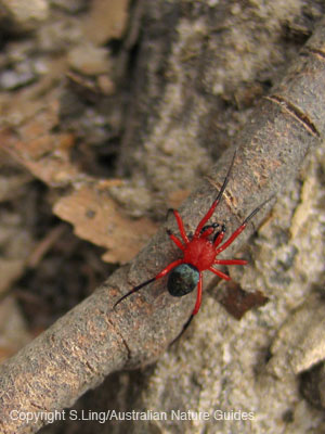 carnarvon_spider