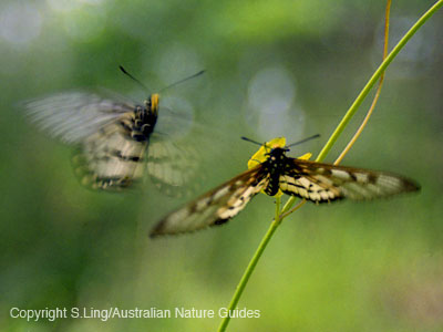 carnarvon_swallowtail