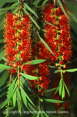 carnarvon_viminalis