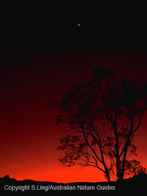 clematis-sunset