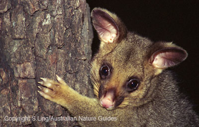 common-brushtail-possum2